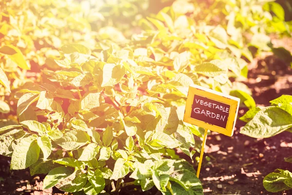 Letní zeleninová zahrada — Stock fotografie