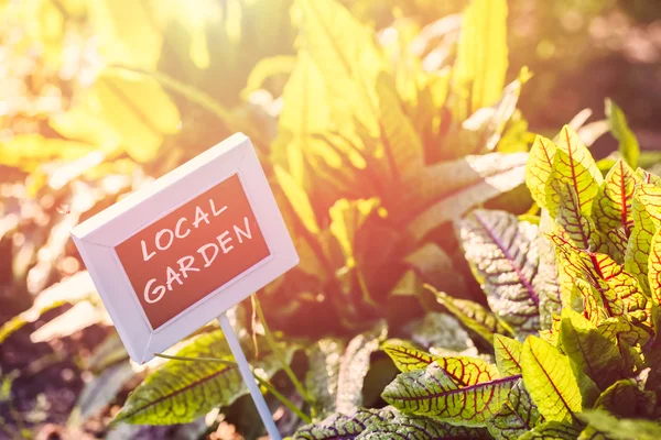 Plantaardige Tuinzicht — Stockfoto