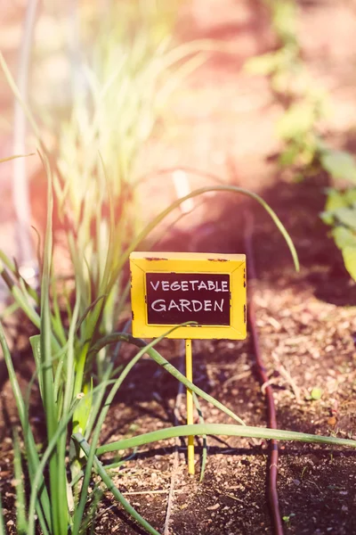 Vista para o jardim vegetal — Fotografia de Stock