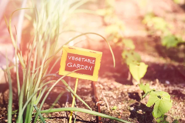 Early summer in Vegetable garden — Stock Photo, Image