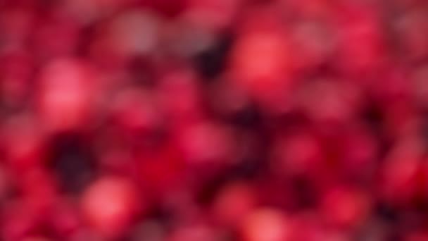 有机新鲜小红莓 — 图库视频影像