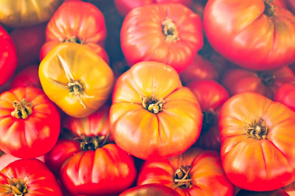 Tomates fraîches des agriculteurs — Photo