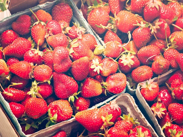 Erdbeeren pflücken auf Beerenfarm — Stockfoto