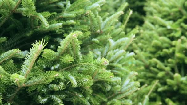 Bauernhof mit Weihnachtsbäumen. — Stockvideo