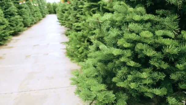 Bauernhof mit Weihnachtsbäumen. — Stockvideo