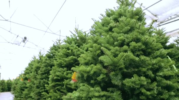 ferme de sapins de Noël.