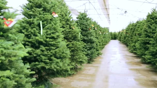 Bauernhof mit Weihnachtsbäumen. — Stockvideo