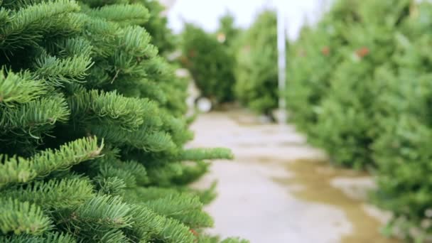 Granja de árboles de Navidad . — Vídeos de Stock