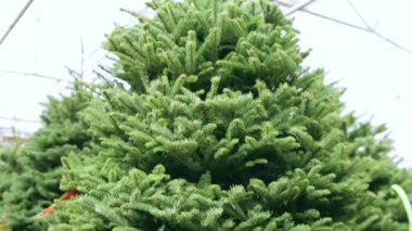 Noel ağaçları çiftlik.