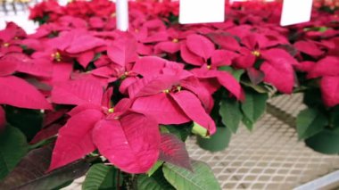 Atatürk çiçeği çiçek Market