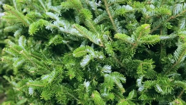 Kerstmis bomen boerderij. — Stockvideo