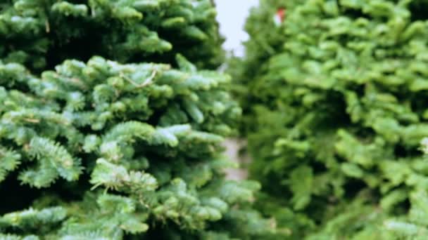 Christmas trees farm. — Stock Video