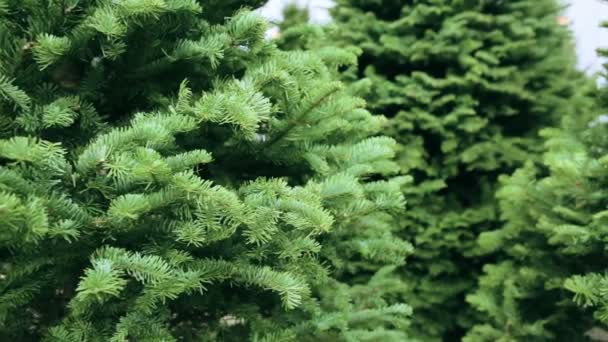 Kerstmis bomen boerderij. — Stockvideo