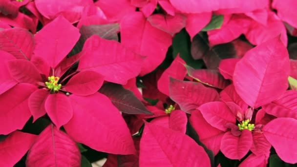 Poinsettia flowers at market — Stock Video