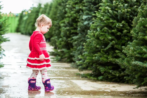 Batole dívka hledá vánoční stromeček — Stock fotografie