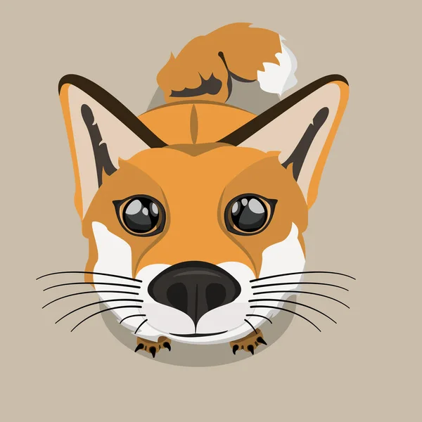 Imagen vectorial de un lindo zorro. Ilustración de un tipo, divertido Fox mirando hacia arriba. — Vector de stock