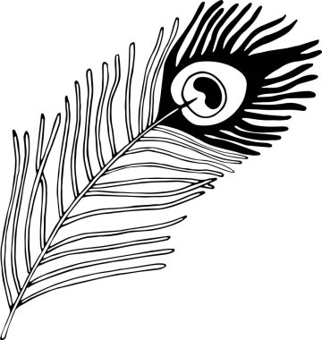 Bir kalemin vektör çizimi. Tavus kuşu tüyünün izole edilmiş görüntüsü. Karalama tarzında siyah beyaz tüy.