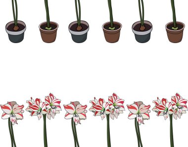 Gorshe çiçekli renk vektörü. Hippeastrum renk setinden parlak renk çizimi