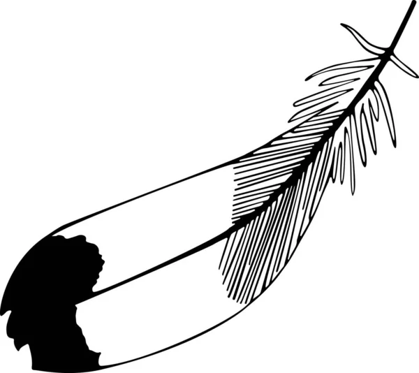 Vector illustration of a pen. Isolated image of a tit feather. Black and white feather in doodle style. — Vector de stock