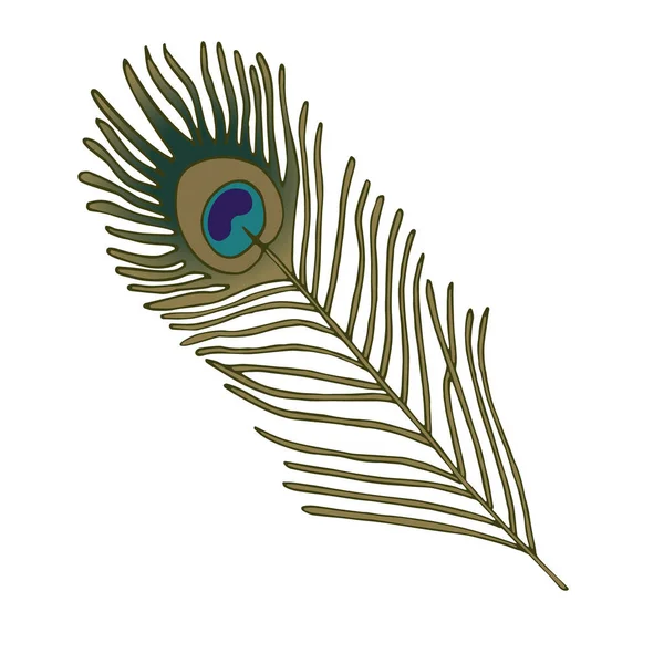 Ilustración vectorial de una pluma. Imagen aislada de una pluma de pavo real. Imagen en color de la pluma — Archivo Imágenes Vectoriales