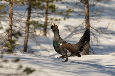 Norveç 'te kar yağışı erkek Capercaillie - Tetrao urogallus - çam ormanı