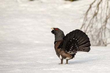 Kış görüntüsü, erkek Capercaillie - Tetrao urogallus - kuyruğu arkadan görülüyor