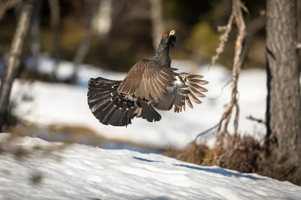 Erkek Capercaillie - Tetrao urogallus - lek alanında gösterinin bir parçası olarak atlıyor. Norveç