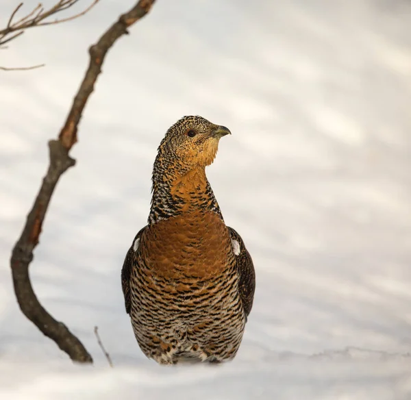 Capercaillie ocidental feminino - Tetrao urogallus - na neve no local da fuga na Noruega — Fotografia de Stock