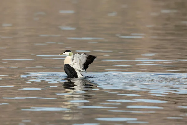 Common Eider - somateria mollissima - male bird spreading wings in water — Stock Photo, Image