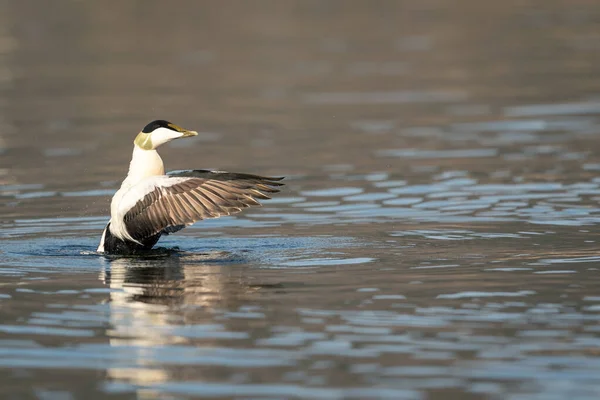 Common Eider - somateria mollissima - male bird spreading wings in water — Stock Photo, Image