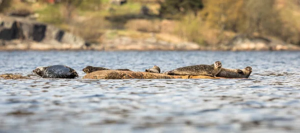 Liman fokları - Phoca vitulina - Kristiansand, Norveç 'te kayalıklarda karaya vurmuş. — Stok fotoğraf