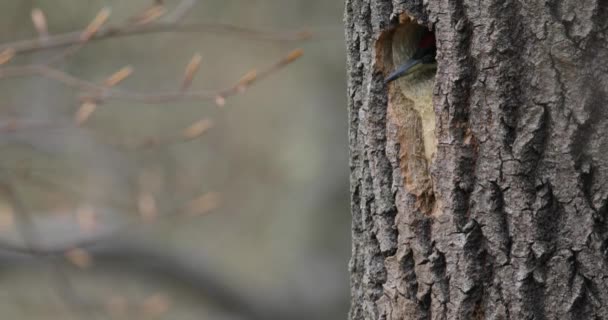 En manlig grön hackspett - Picus viridis - tittar ut ur sitt näste hål i ett asp träd — Stockvideo