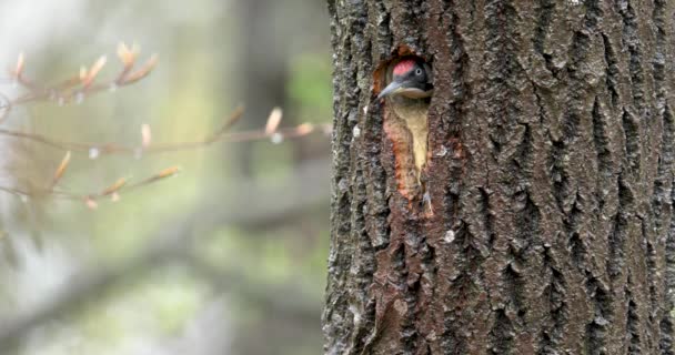 Vrouwelijke groene specht - Picus viridis - kijkt uit zijn nestgat in een eikenboom — Stockvideo