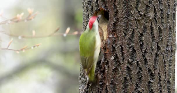 Kvinnlig grön hackspett - Picus viridis - tittar till sitt bon hål — Stockvideo