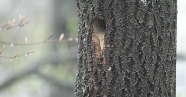 Agujero de anidación en árbol de Aspen con fuerte lluvia — Vídeos de Stock