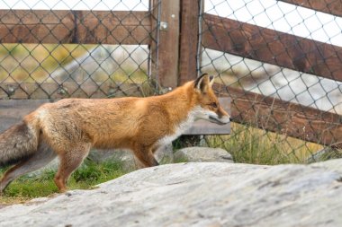 Red Fox in front of mesh fence clipart