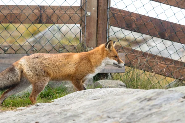 Red Fox foran nettgjerde – stockfoto