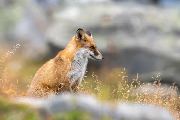 Retrato de un zorro rojo Vulpes vulpes sentado en la hierba —  Fotos de Stock