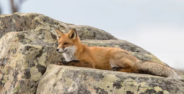 Retrato de un zorro rojo Vulpes descansando sobre una roca —  Fotos de Stock