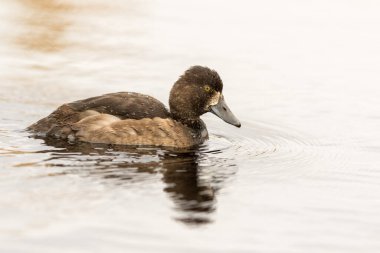 Tufted Duck - Aythya fuligula - Gölde yüzen dişi kuş