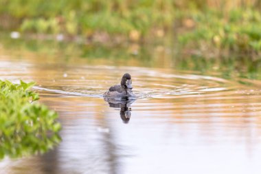 Tufted Duck - Aythya fuligula - Gölde yüzen dişi kuş