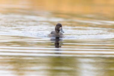 Tufted Duck - Aythya fuligula - Gölde yüzen dişi kuş