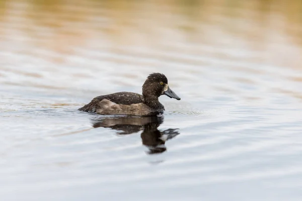 Tufted Duck - Aythya fuligula -女性の鳥が湖で泳ぐ — ストック写真