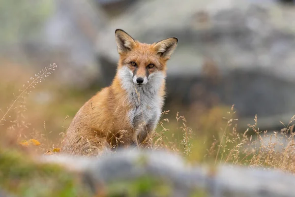 Retrato de uma raposa vermelha Vulpes vulpes sentado na grama olhando na câmera — Fotografia de Stock