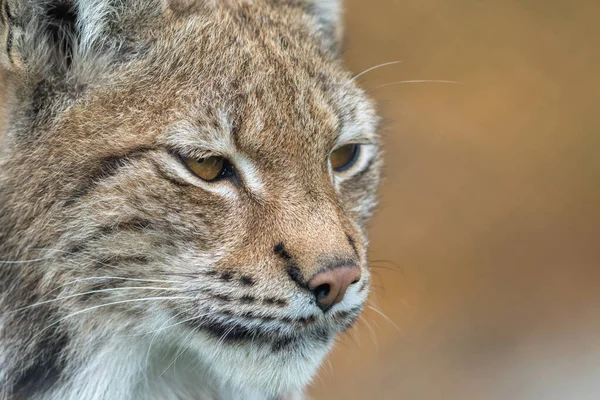 O lince eurasiano - Lynx lynx - close up retrato de animal adulto — Fotografia de Stock