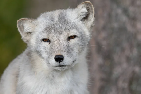 The Arctic Fox - Vulpes lagopus - retrato de animales adultos con un fondo natural suave —  Fotos de Stock