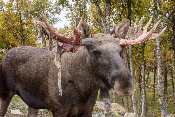 Moose or Elk - Aces alces - fluweel van het gewei afwerpen Stockfoto