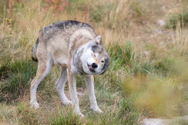 Loup gris - Canis lupus - tremblant — Photo