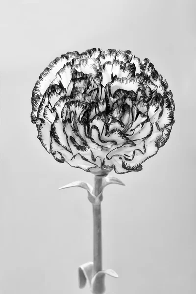 Beautiful carnation flower isolated on white background with mon — Stock Photo, Image