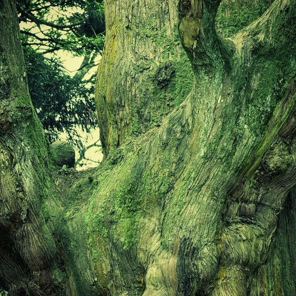 Trunk of old cedar — Stock Photo, Image